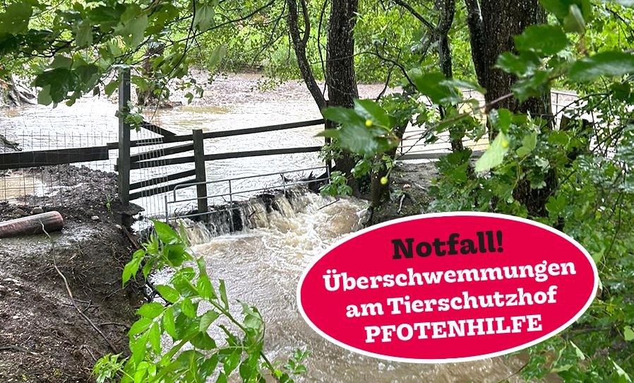 Unwetter, Notfall, Tierschutzhof Pfotenhilfe, Pfotenhilfe Lochen, Lochen, Pfotenhilfe