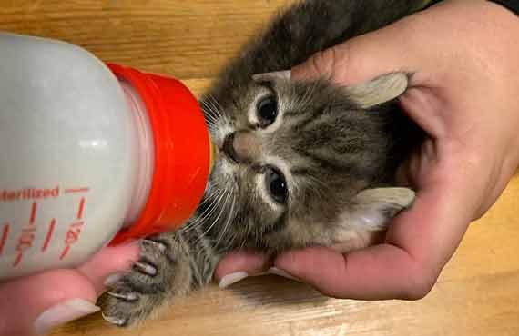 Babykatze trinkt aus Flasche