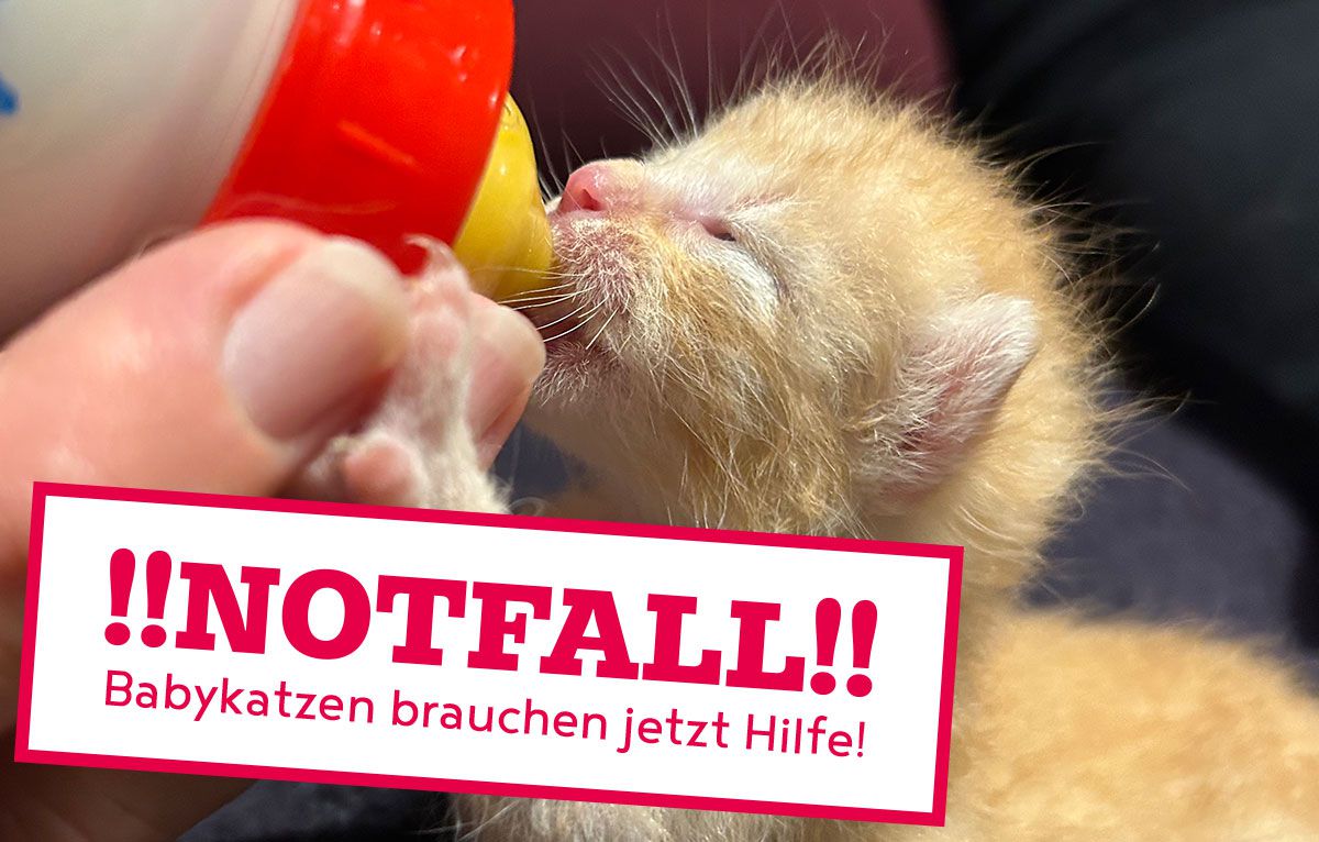 Babykatzen brauchen HIlfe