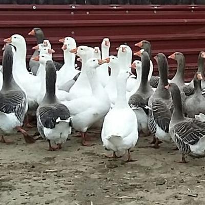 Vogelgrippe nähert sich der PFOTENHILFE