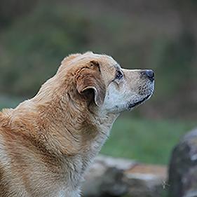 Futterpatenschaft Hunde