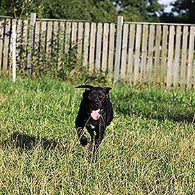 Tierpatenschaft Hunde