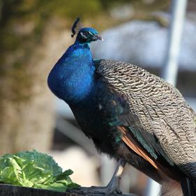 Tierpatenschaft Vögel