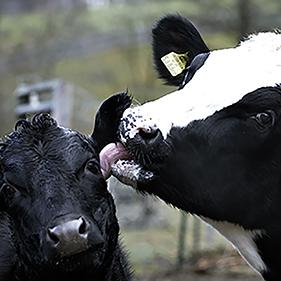 Tierpatenschaft Wiederkäuer