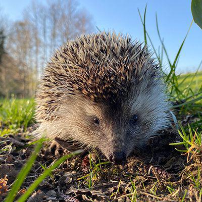 Tierpatenschaft Wildtiere