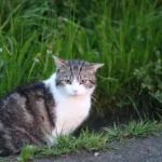 Die Kastration von Freigängerkatzen ist ein wichtiger Beitrag zum aktiven Tierschutz