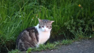 Die Kastration von Freigängerkatzen ist ein wichtiger Beitrag zum aktiven Tierschutz