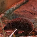 Kinder treten in Wien einen Igel zu Tode