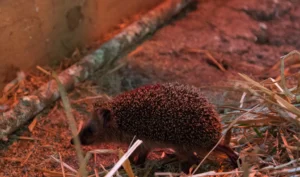 Kinder treten in Wien einen Igel zu Tode