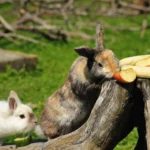 Täglich tonnenweise Obst und Gemüse vernichtet