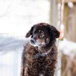 Weihnachten geht auch tierfreundlich: Lebendgeschenke sind absolutes No-Go