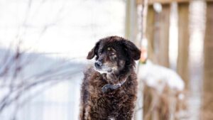 Weihnachten geht auch tierfreundlich: Lebendgeschenke sind absolutes No-Go
