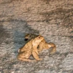 ACHTUNG: Kröten wandern wieder