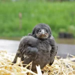 OÖ: Abschuss von Rabenkrähen und Elstern geplant