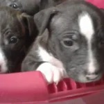 Acht Welpen in Bananenschachtel ausgesetzt