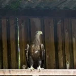 Pfotenhilfe zu Adlerattacke auf Kleinkind: