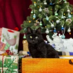 Advent geht auch tierfreundlich