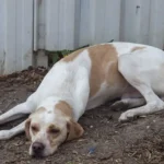 Aktueller Hundenotfall in Braunau erschüttert Tierschützer