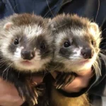 Angebliche Finderin dürfte selbst Halterin sein