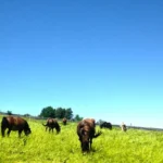 Pfotenhilfe erneuert Angebot zur Übernahme der Polizeipferde