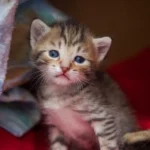 April 2018 am Tierschutzhof PFOTENHILFE