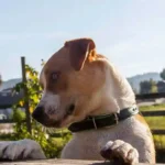 Aufnahmestopp aufgrund leerer Wahlversprechen