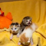 Aufnahmestopp noch vor Ferienbeginn