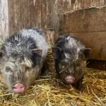 Ausgesetzte Minischweinbabys: