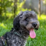 „Ausgesetzter“ Hund gehört offenbar „Finder“: Betrugsanzeige