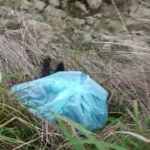 Babykater brutalst erschlagen und im Straßengraben entsorgt