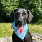 Bei Aussetzen von Tieren drohen zwei Jahre Haft