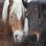 Berittene Polizei ist jedenfalls Tierquälerei