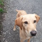 Bettlerin in Salzburg schlägt Hund –