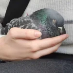 Wieder im Bezirk Braunau: Tierquäler schoss auf Taube in Tarsdorf (OÖ)