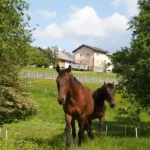 Causa Polizeipferde hat sich jetzt hoffentlich erledigt
