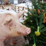 Christkind bringt Tieren Geschenke