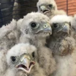 Fünf schwer kranke Katzenbabys am Waldrand ausgesetzt