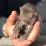 Das war der April in der PFOTENHILFE: