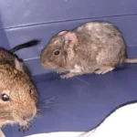 Zwei Degus auf Autobahn ausgesetzt