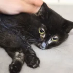 Appell von PFOTENHILFE und VIER PFOTEN: