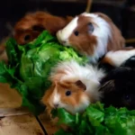 Tiere des Monats September