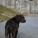 Dubioser Hunde-Fall: