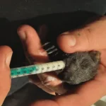 Eichhörnchenbaby vor dem sicheren Tod gerettet