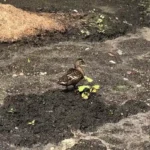 Ente nach über drei Wochen aus Güllegrube gerettet