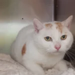 Entlaufene Katze Sansi konnte dank Chip schnell wieder nach Hause