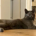 Kurz vor Weltkatzentag: Erblindete Katze irrte in Straßwalchen umher