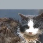 Erneut verwahrloster, kranker Kater in Lochen gefunden