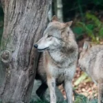 Erschießung von Wolfseltern strafrechtlich relevant