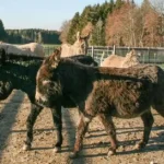 Happy End: Esel Sissi und Sascha gerettet