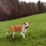 600 Euro Strafe für Tiervermittlung durch Tierschutzvereine